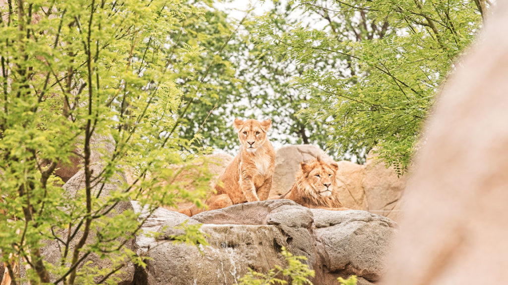 zoo safari in piemonte